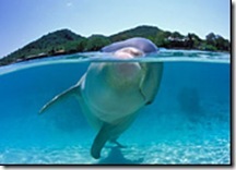 Moko le dauphin est mort...
