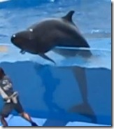 Japon : Un dauphin tente de sortir de son bassin - Photo : http://www.zigonet.com
