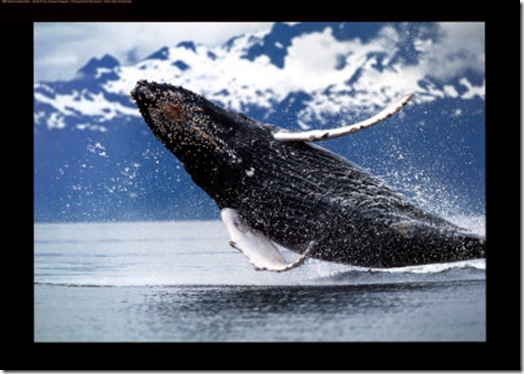 Baleine à bosse