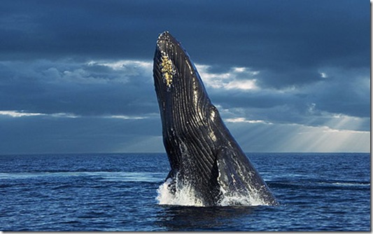 Baleine à bosse - Photo du Telegraph