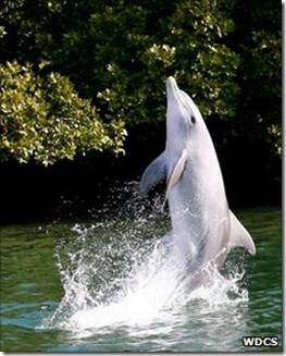 Un dauphin s'amusant à "marcher sur l'eau" (si l'expression a un sens ! :-) ) Photo de la Whale and Dolphin Conservation Society Un dauphin s'amusant à "marcher sur l'eau" (si l'expression a un sens ! :-) ) Photo de la Whale and Dolphin Conservation Society