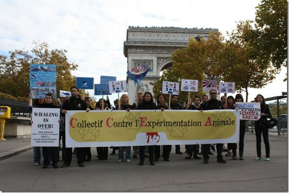 Journée Mondiale contre la Chasse aux Cétacés, 5 novembre à Paris
