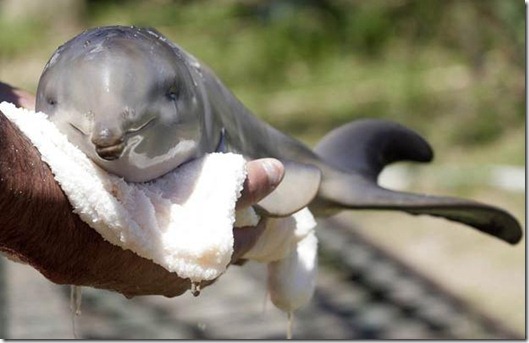 Nipper, le bébé dauphin retrouvé près de Montevideo, Uruguay