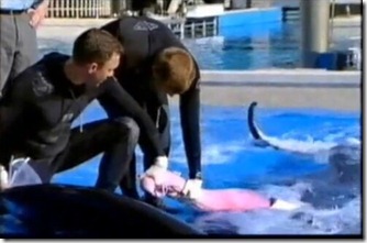 La collecte de la semence de Tilikum