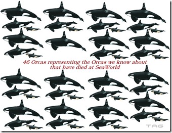 Les orques décédées à Seaworld