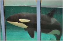 Morgane - Photo : Free Morgan