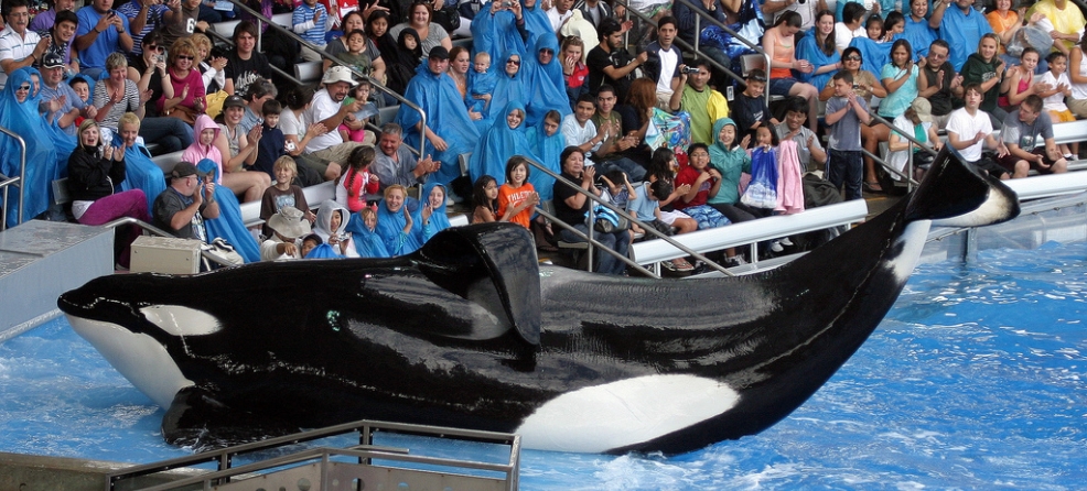 Notre objectif : faire interdire par la loi la captivité des dauphins et des cétacés