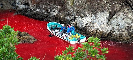 Informer le grand public sur les dauphins et les dangers qui pèsent sur eux