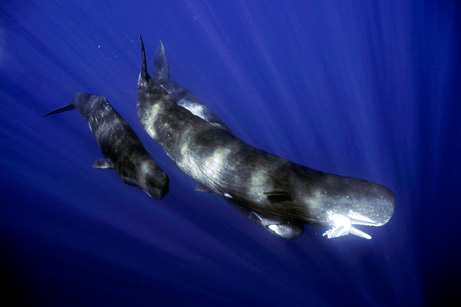 Whale Like, un concours de courts-métrages pour raconter les cétacés Whale Like, un concours de courts-métrages pour raconter les cétacés