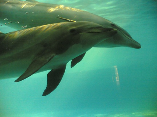dauphins captifs dauphins captifs