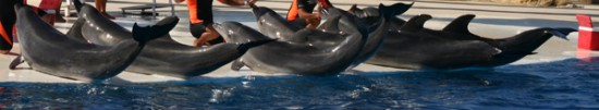 Quatre dauphins dans un delphinarium