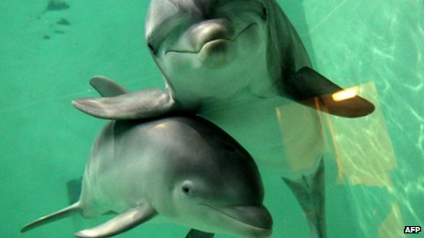 Selon des scientifiques, les dauphins méritent les mêmes droits que les humains