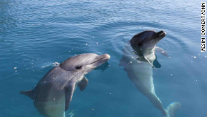 les dauphins ont du apprendre à attraper leur nourriture avant d’être relâchés.