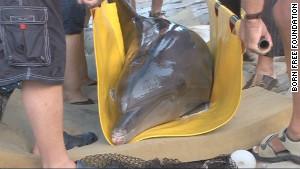 Les deux dauphins étaient en très mauvaise santé lorsque les défenseurs des droits des animaux les ont découvert dans un parc touristique délabré en 2010. Les deux dauphins étaient en très mauvaise santé lorsque les défenseurs des droits des animaux les ont découvert dans un parc touristique délabré en 2010.