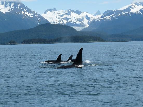 “Les baleines sont probablement les mammifères les plus connectés socialement, communicatifs et coordonnés sur la planète, même en comptant les humains,”
