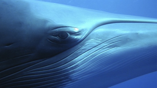 “Il faut comprendre qu’avant ces derniers millénaires, la plupart de la culture était dans les océans. Certainement, les cultures les plus sophistiquées sur Terre étaient les baleines et les dauphins, jusqu’à ce que des étranges bipèdes humanoïdes évoluent.”