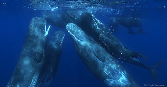 Des grands cachalots en train de socialiser - Photo de Chris Johnson