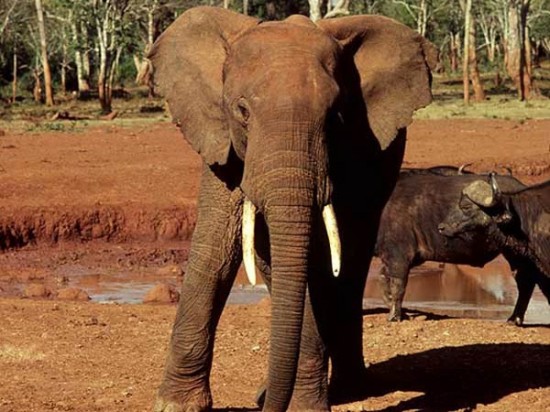 Les éléphants sont également réputés pour leur grande intelligence Les éléphants sont également réputés pour leur grande intelligence