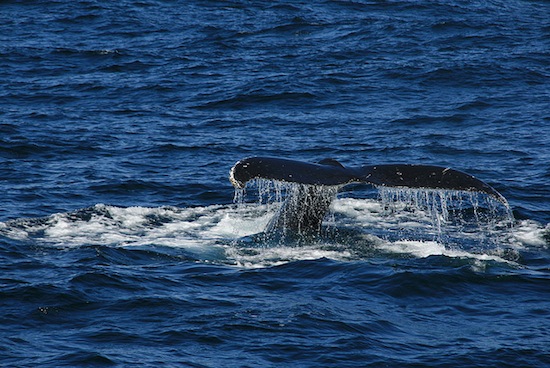 Les baleines ont une vie sociale riche et leurs activités ne se limitent pas à la pêche...