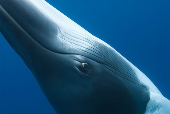 "Les extraterrestres sont là - dans la mer."