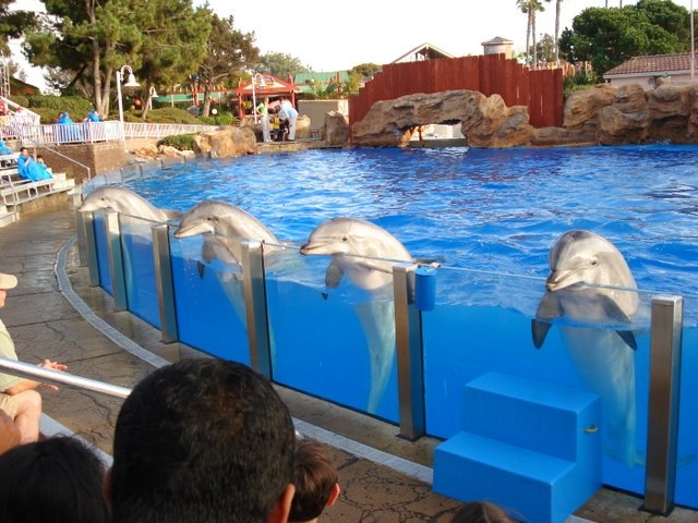 Dresseur de dauphins n'est pas un métier d'avenir...