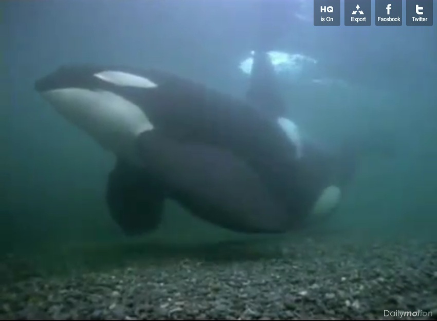 National Geographic Orques, Prédateurs des Mers (Vidéo)