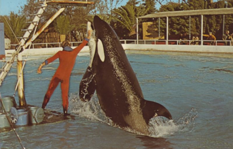 Les orques du Marineland d'Antibes