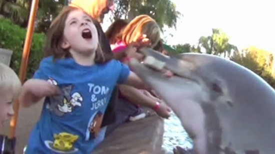 Un dauphin mordant la main d'une enfant dans un delphinarium