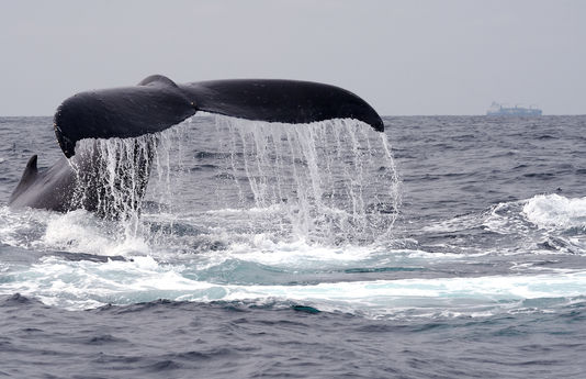 La Cour internationale de justice a ordonné, lundi 31 mars, l'arrêt de la chasse à la baleine dans l'océan Antarctique par les Japonais. | AFP/Stéphane BERRY