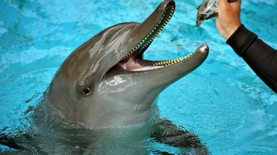 Les dauphins sont affamés afin de leur faire réaliser les tours