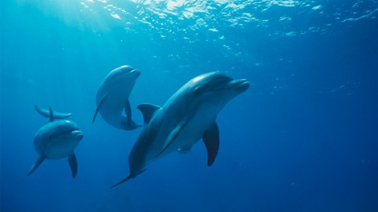 Dauphins libres