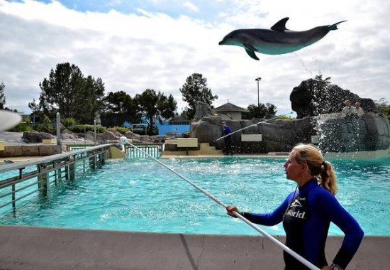 Les dauphins captifs, un "outil de travail" pour les dresseurs