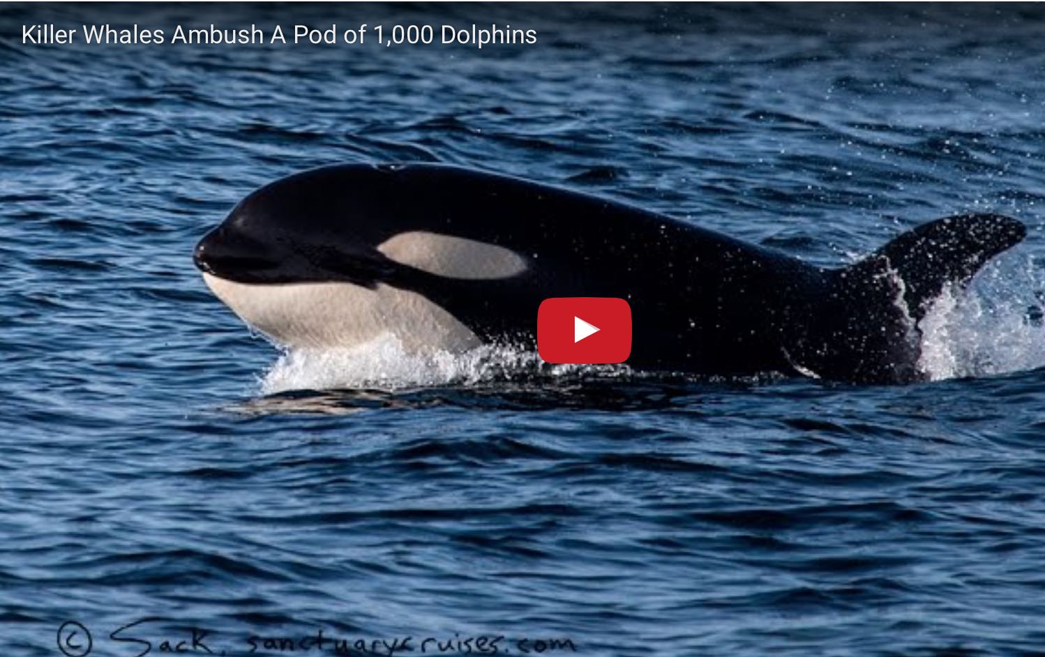 Orques Dauphins Les Dauphins