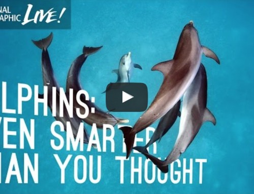 Dolphins: Even Smarter Than You Thought