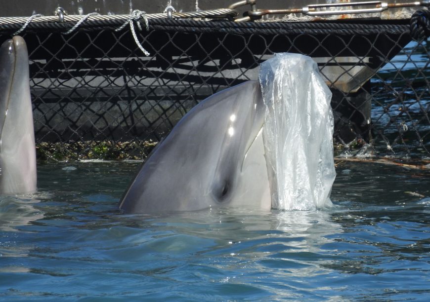 Un dauphin souffleur jouant avec un morceau de plastique