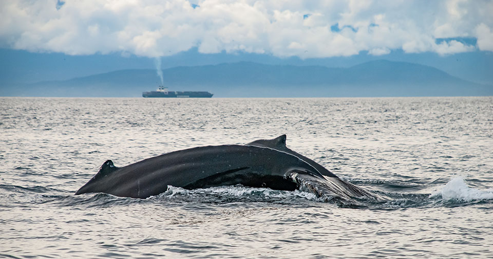 Des orques et des technologies pour protéger les mammifères marins - Deux baleines à bosse au large des côtes de Vancouver en Colombie Britannique (Canada)