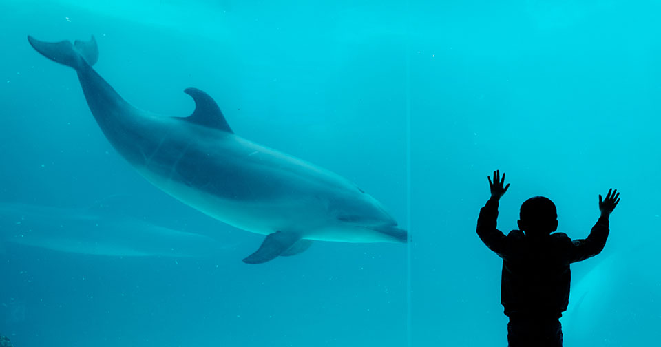 Vers la fin de la captivité et du massacre des dauphins